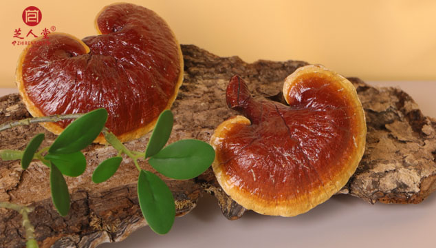 靈芝孢子粉功效,靈芝孢子粉的功效與作用,靈芝孢子油功效,靈芝孢子油的功效與作用